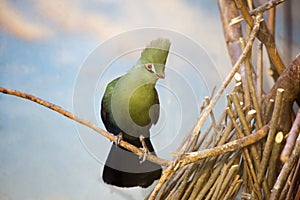 Turaco bird banana-eating.