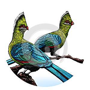 Turaco illustration. Bird Illustration from South Africa.