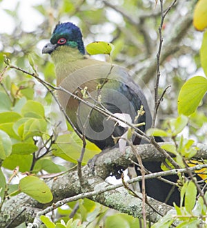 Turacow in Kruger National Park