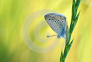 Turanana endymion , The odd-spot blue or Anatolian odd-spot blue butterfly