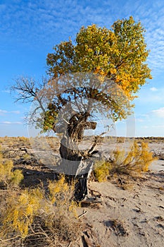 Turanga (Populus pruinosa)