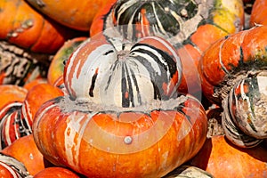 Turban Squash