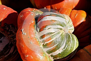 Turban Squash, Turq's Turban, Cucurbita maxima