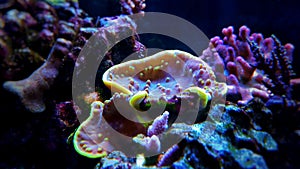 Turbinaria lps coral in reef aquarium tank