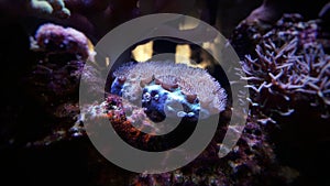 Turbinaria lps coral in reef aquarium tank