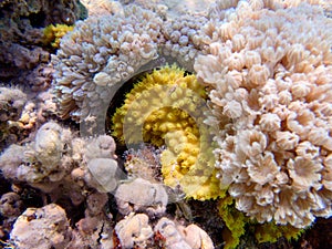Yellow scroll coral - Turbinaria reniformis
