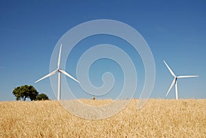 Turbine eoliche, in sud Italia photo