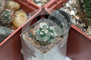 Turbinicarpus cactus compared with coin size