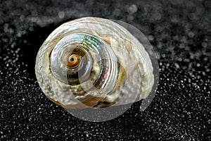 Turbo marmoratus shell on a black sand background