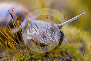 Turbo running snail photo