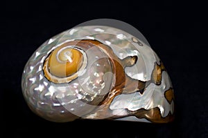 Turbo Sarmaticus Shell