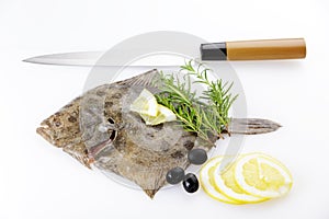 Turbot photo