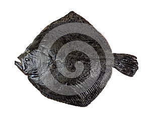 Turbot fish photo