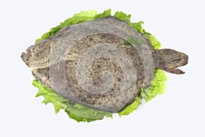 Turbot ( fish ) photo