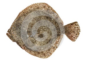 Turbot fish isolated on white background