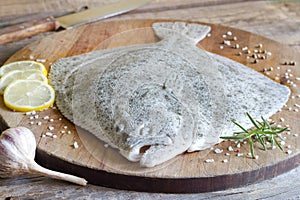 Turbot fish in the kitchen photo