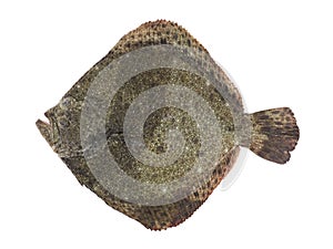 Turbot fish on white background