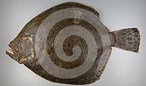 Turbot on grey background, fish