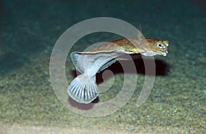 Turbot, scophthalmus maximus, Adult swimming