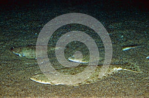 Turbot, scophthalmus maximus, Adults Camouflaged on Sand