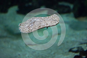 Turbot Scophthalmus maximus. photo