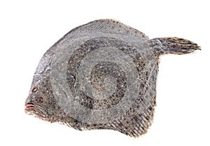 Turbot in studio