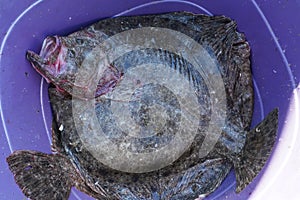 Turbot. turbot for sale at a fishery in Mangalia, Romania.