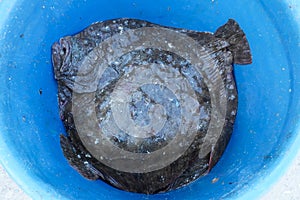 Turbot. turbot for sale at a fishery in Mangalia, Romania.