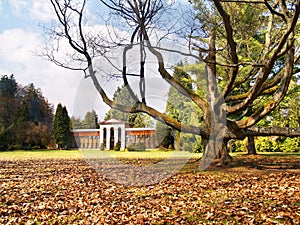 Turcianska Stiavnicka - Massive tree and Arboretum