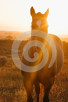 Turd Ferguson The Horse At The Ranch photo