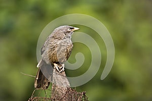 Turdoides striata, jungle babbler perched on a log, Bardia, Nepal