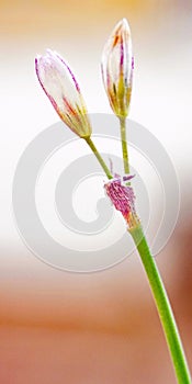 Turdulia flower for backgrounds