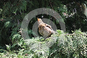 Turdus merula