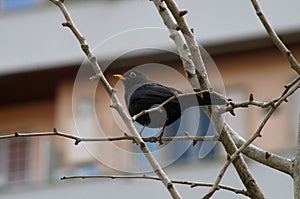 Turdus merula bird closeup