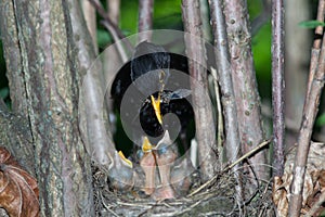 Turdus merula, Blackbird