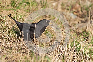 Turdus merula - Blackbird black bird