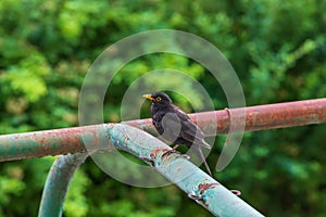 Turdus merula - Blackbird sitting on the railing and the city in the background