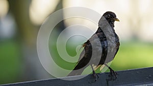 Female Eurasian Blackbird Turdus merula photo