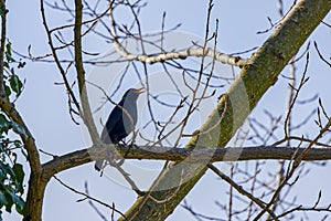 (Turdus merula) sits on a tree branch