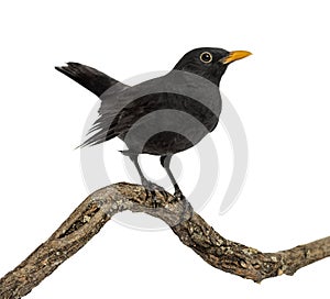 Turdus merula on a wood branch , isolated
