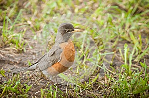 Turdus migratorius or American Robin