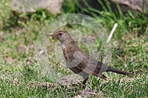 Turdus philomelos - mavis