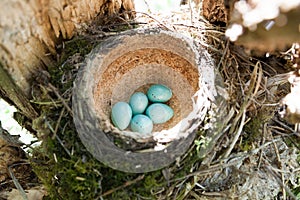 Turdus philomelos, Song Thrush.