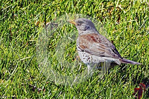 Turdus philomelos song thrush in the meadow in spring