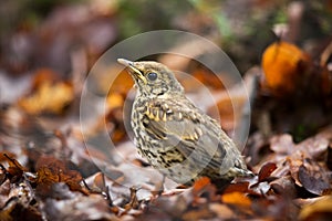 Turdus philomelos. It is spread throughout Europe. Wild nature of Czech.