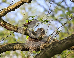 Turdus pilaris bird feeding its nestlings