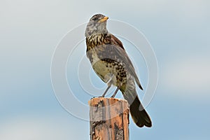 Turdus pilaris - Fieldfare