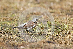 Turdus pilaris, Fieldfare.