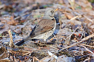 Turdus pilaris, Fieldfare.