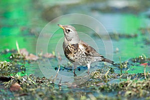 Turdus pilaris, Fieldfare.